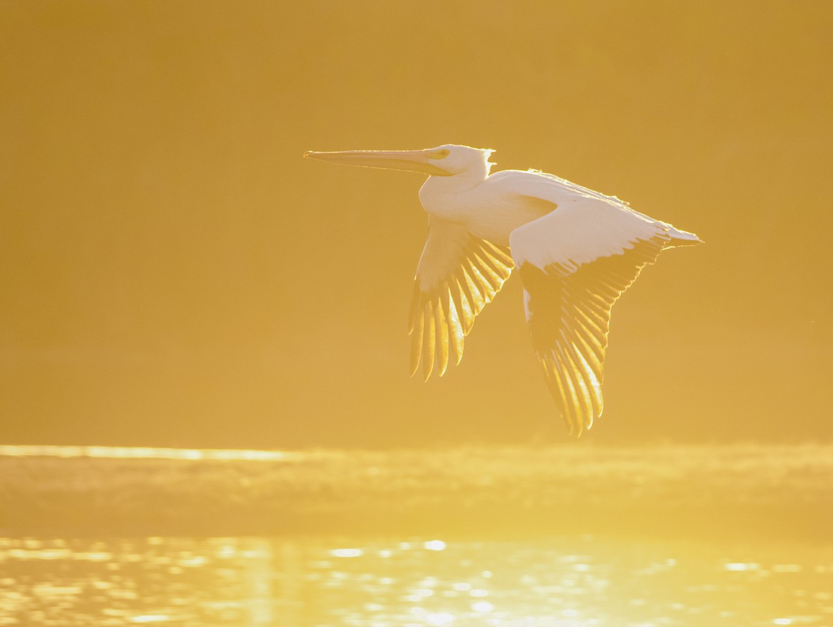 American White Pelican - ML515708031