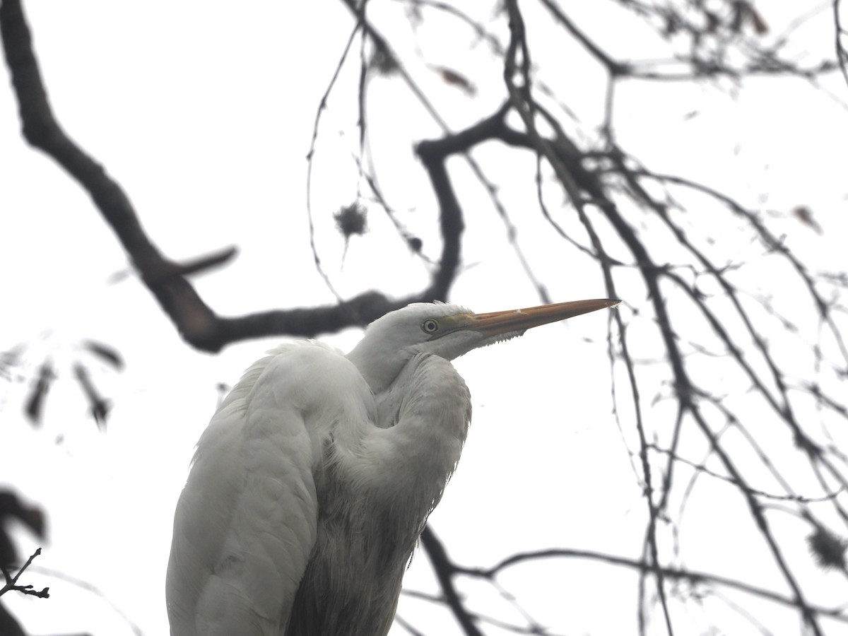 Great Egret - ML515710131