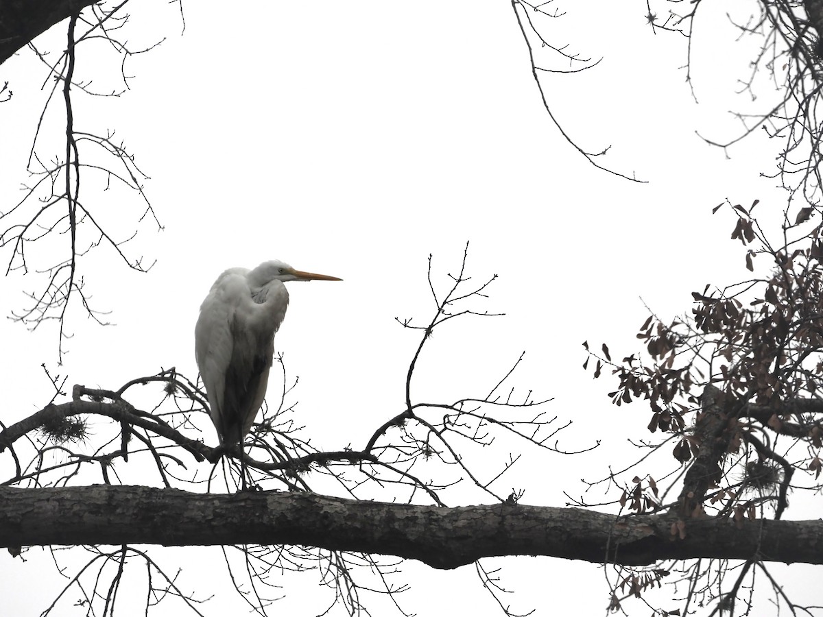 Great Egret - Cin-Ty Lee