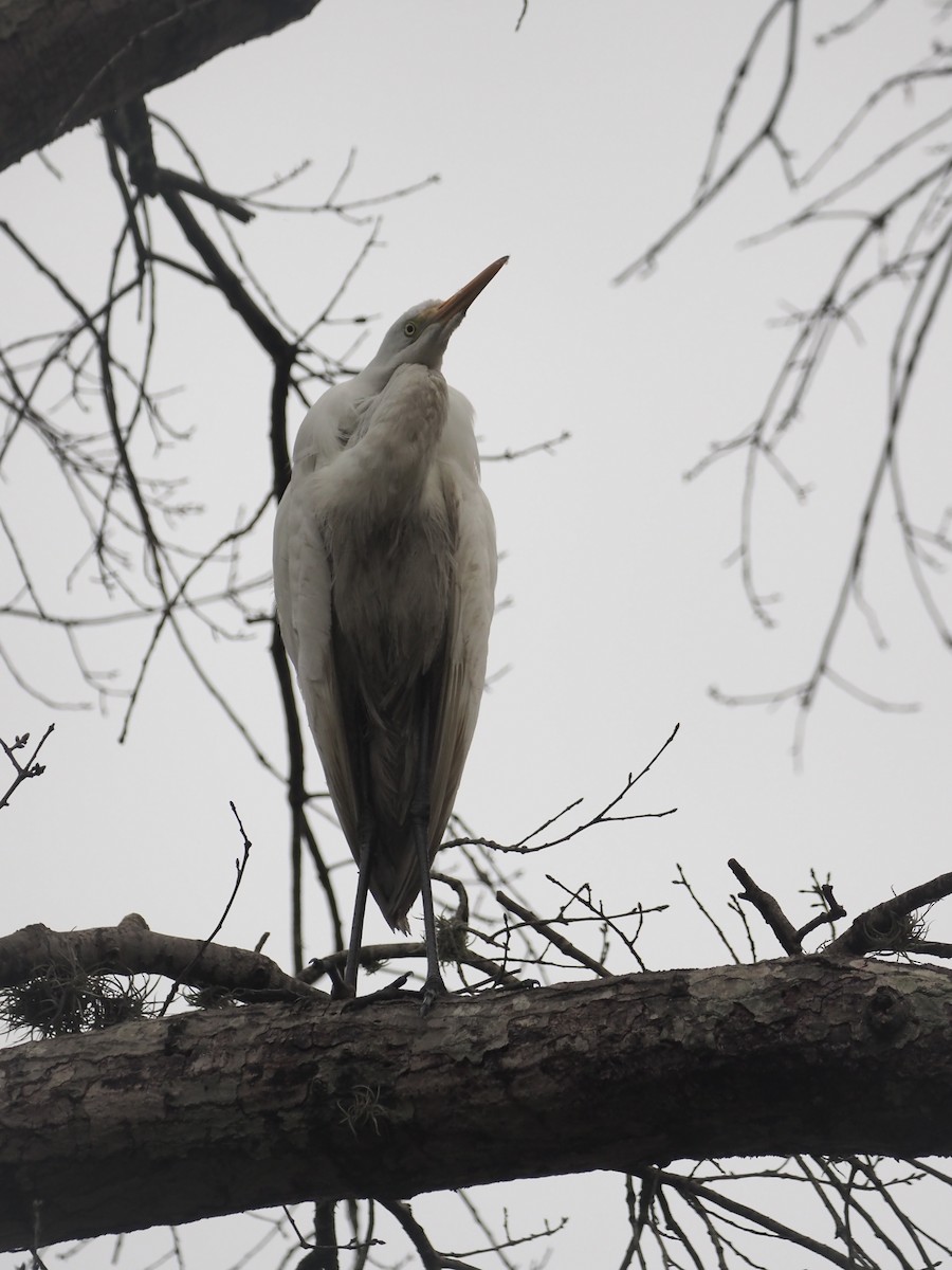 Great Egret - ML515710161