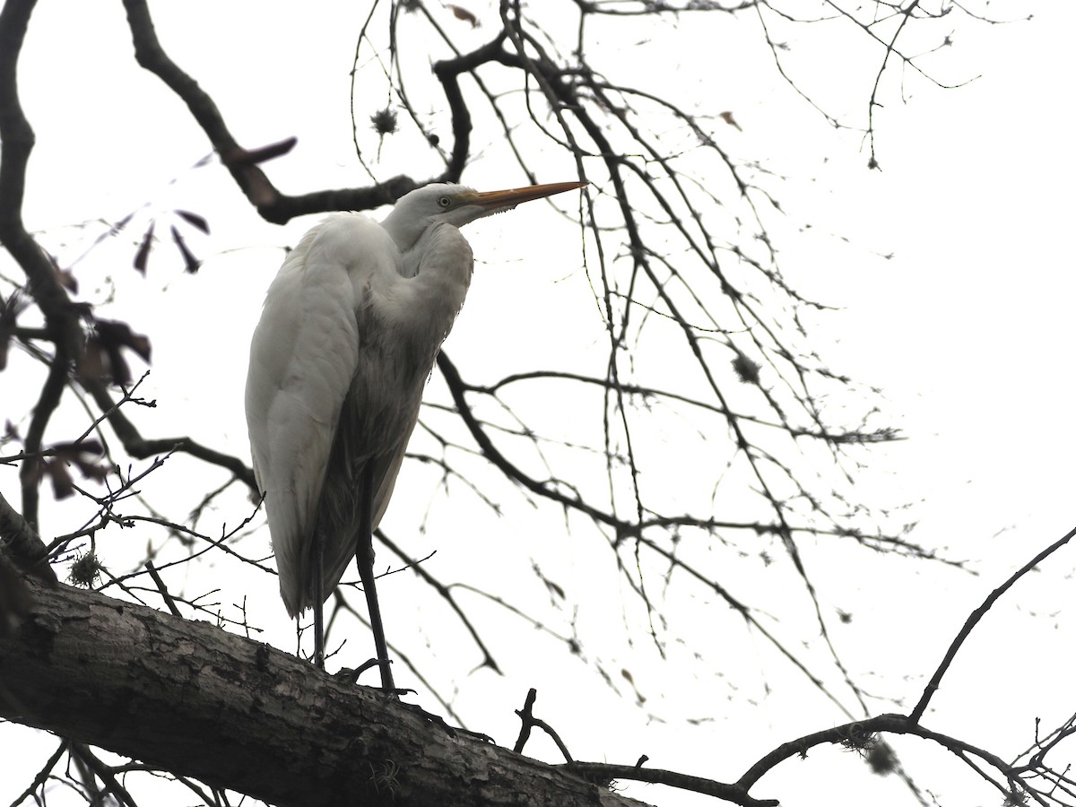 Great Egret - ML515710171