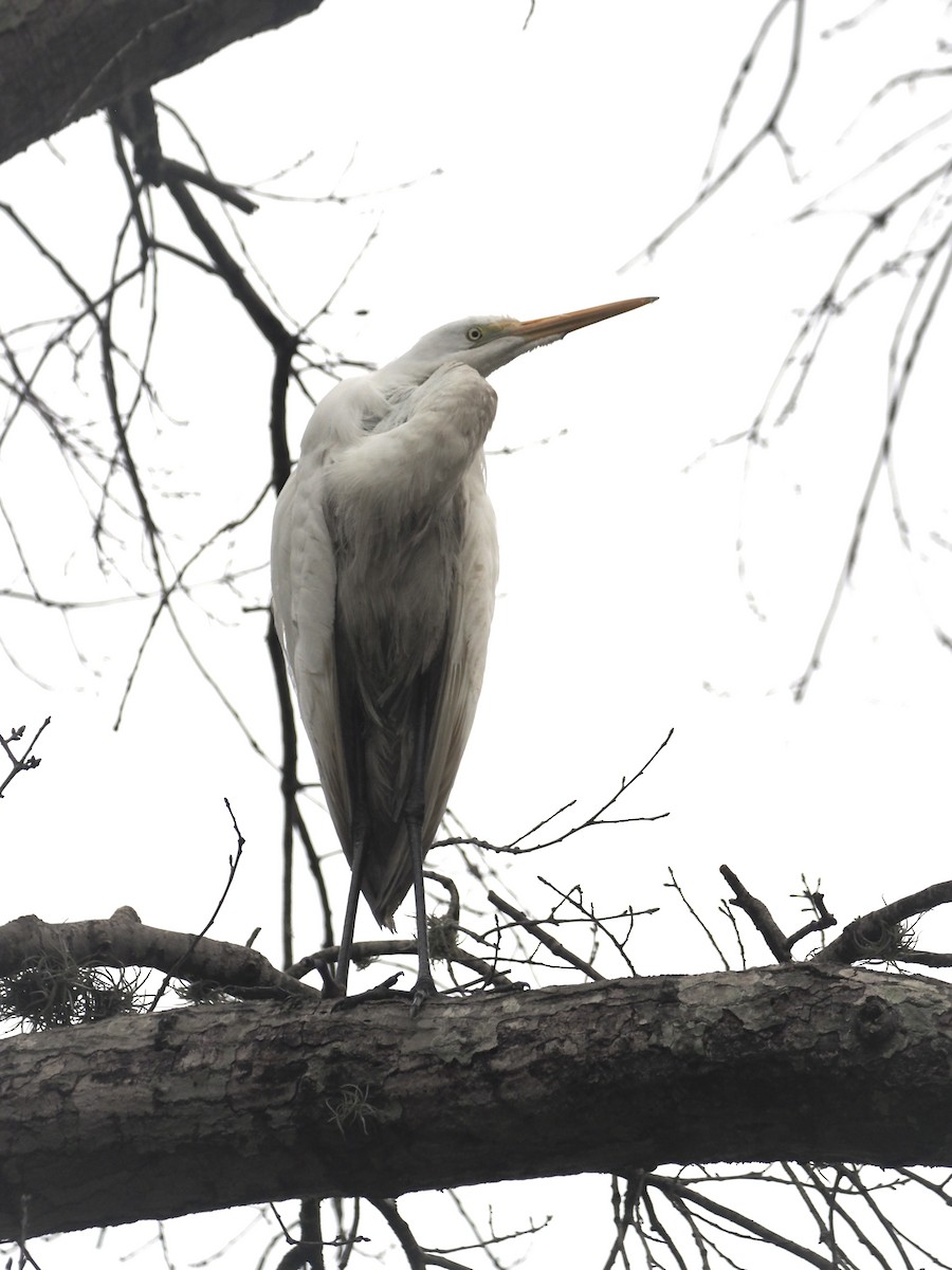 Great Egret - ML515710191