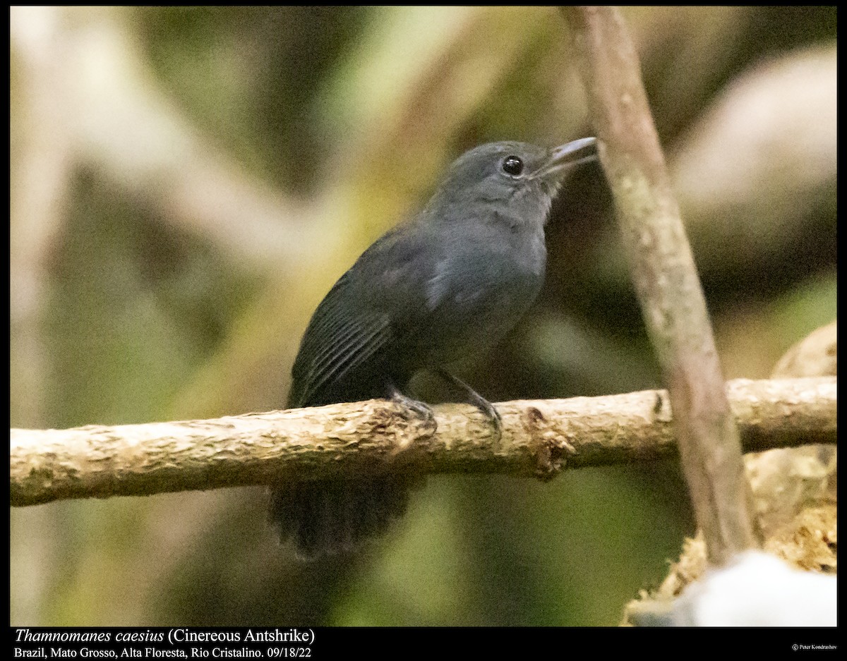 Cinereous Antshrike - ML515712811