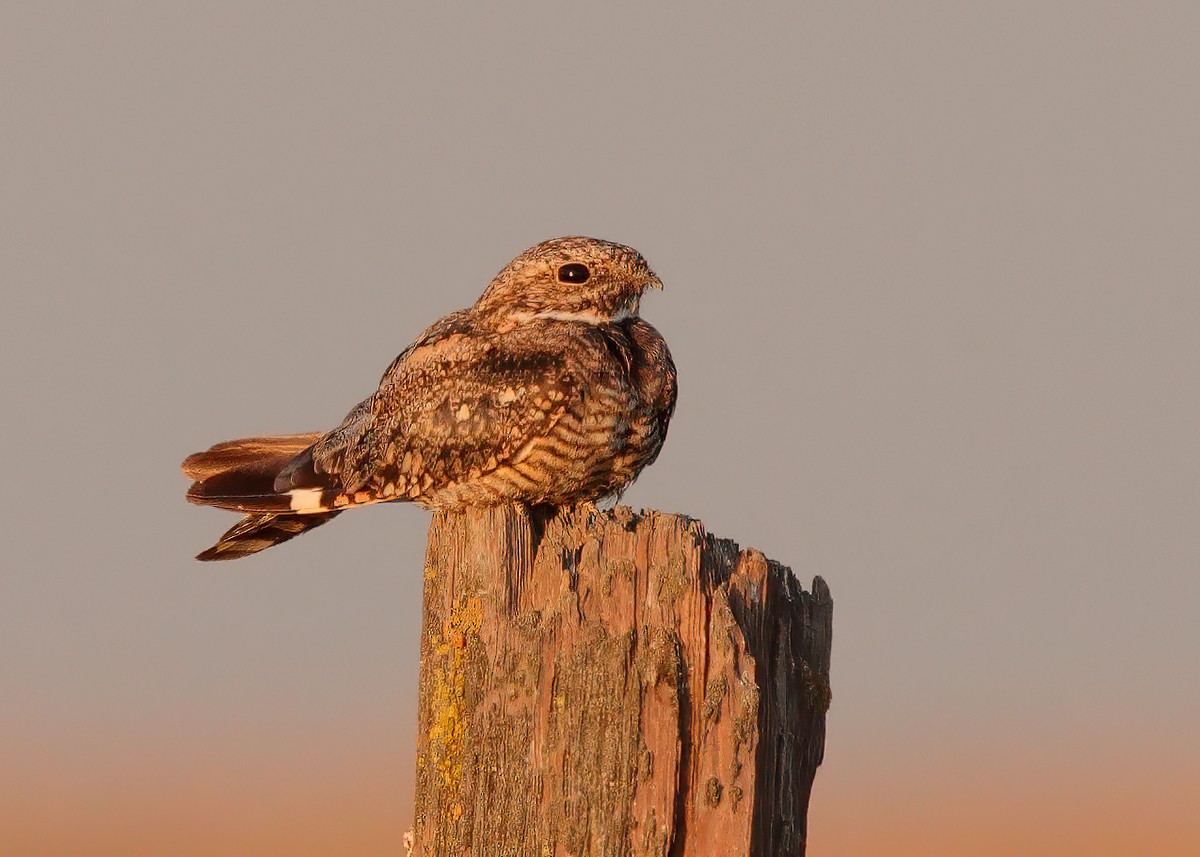 Lesser Nighthawk - ML515714631