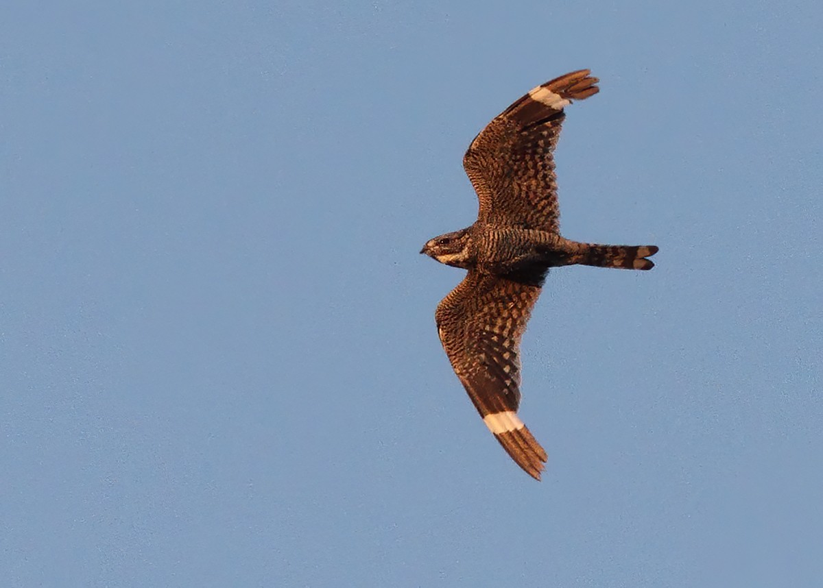 Lesser Nighthawk - Julio Mulero