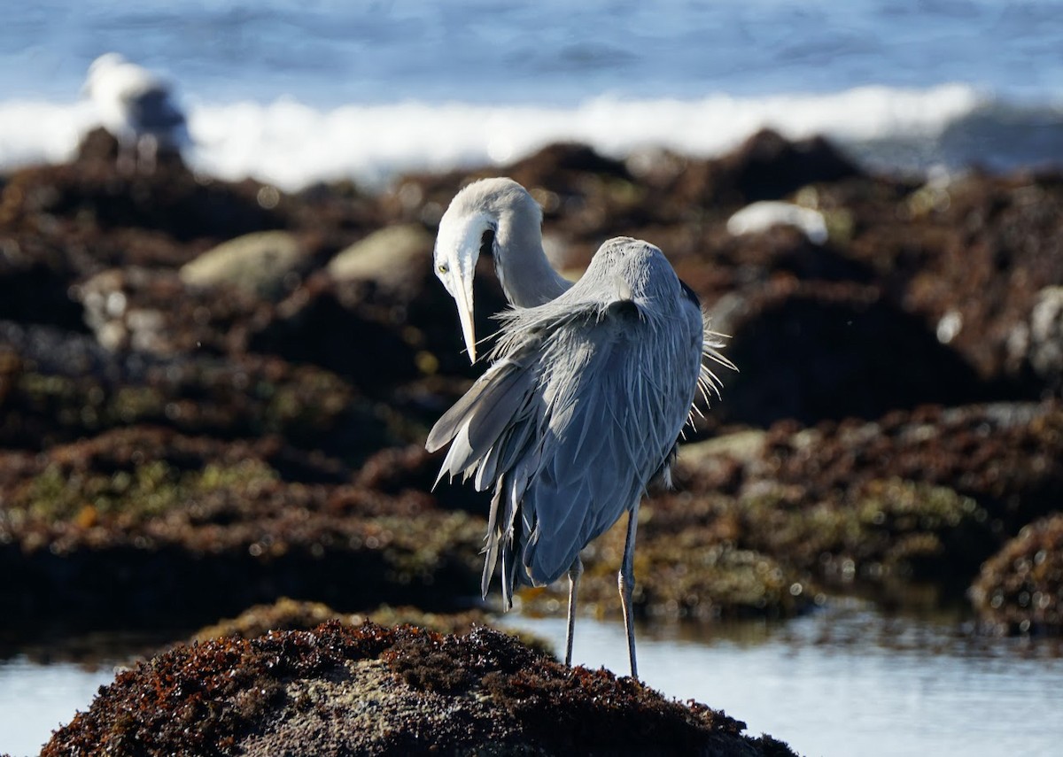 Great Blue Heron - ML515715531