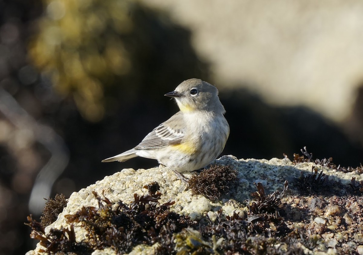 Yellow-rumped Warbler - Julia Black