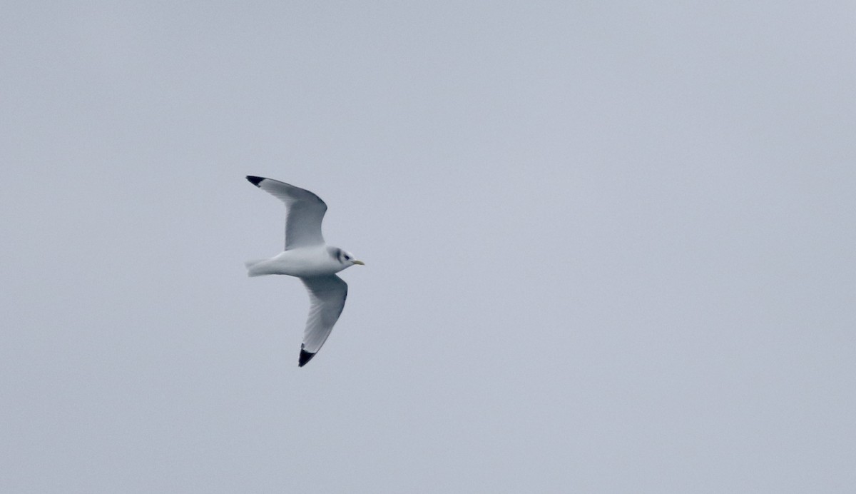 Mouette tridactyle - ML51572071