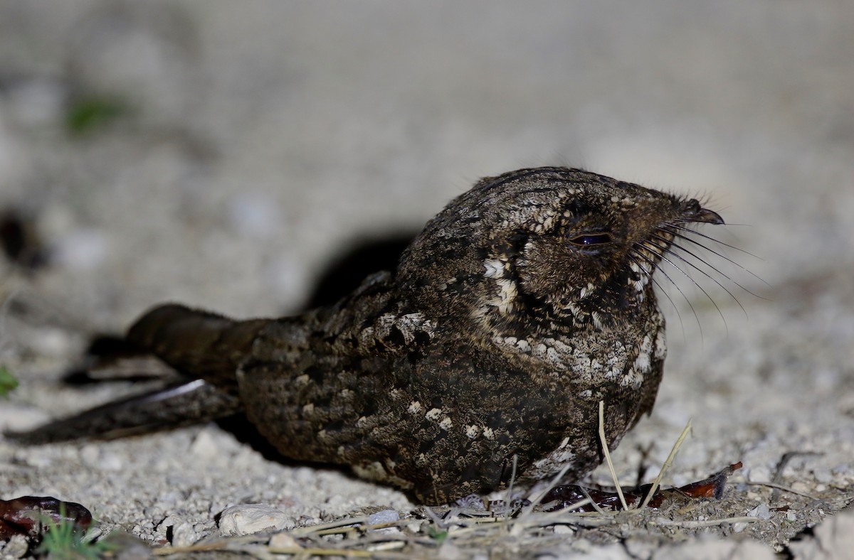 Cuban Nightjar - ML51572281