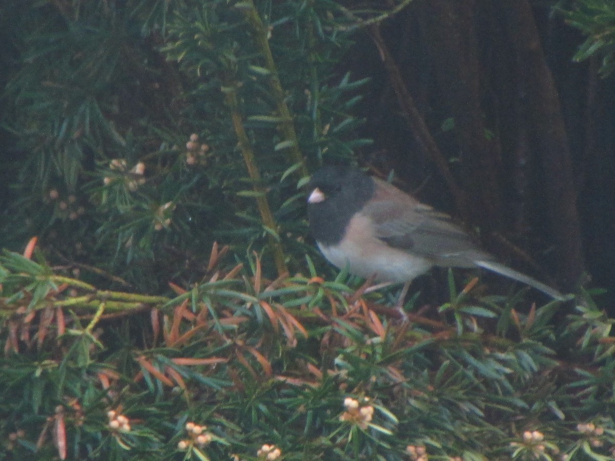 Junco ardoisé - ML51572331