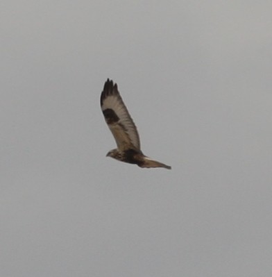 Rough-legged Hawk - ML51572461