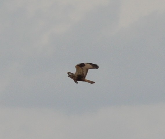 Rough-legged Hawk - ML51572471