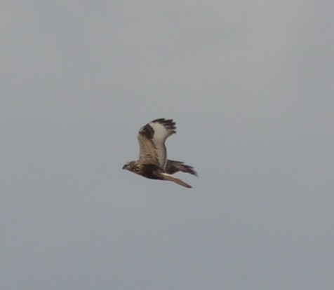 Rough-legged Hawk - ML51572481