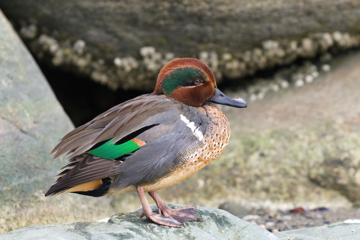 Green-winged Teal - Kha Nguyen