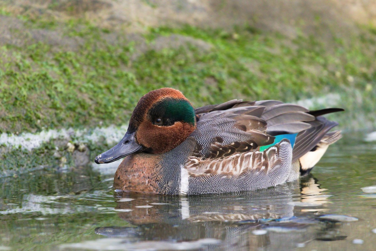 Green-winged Teal - Kha Nguyen