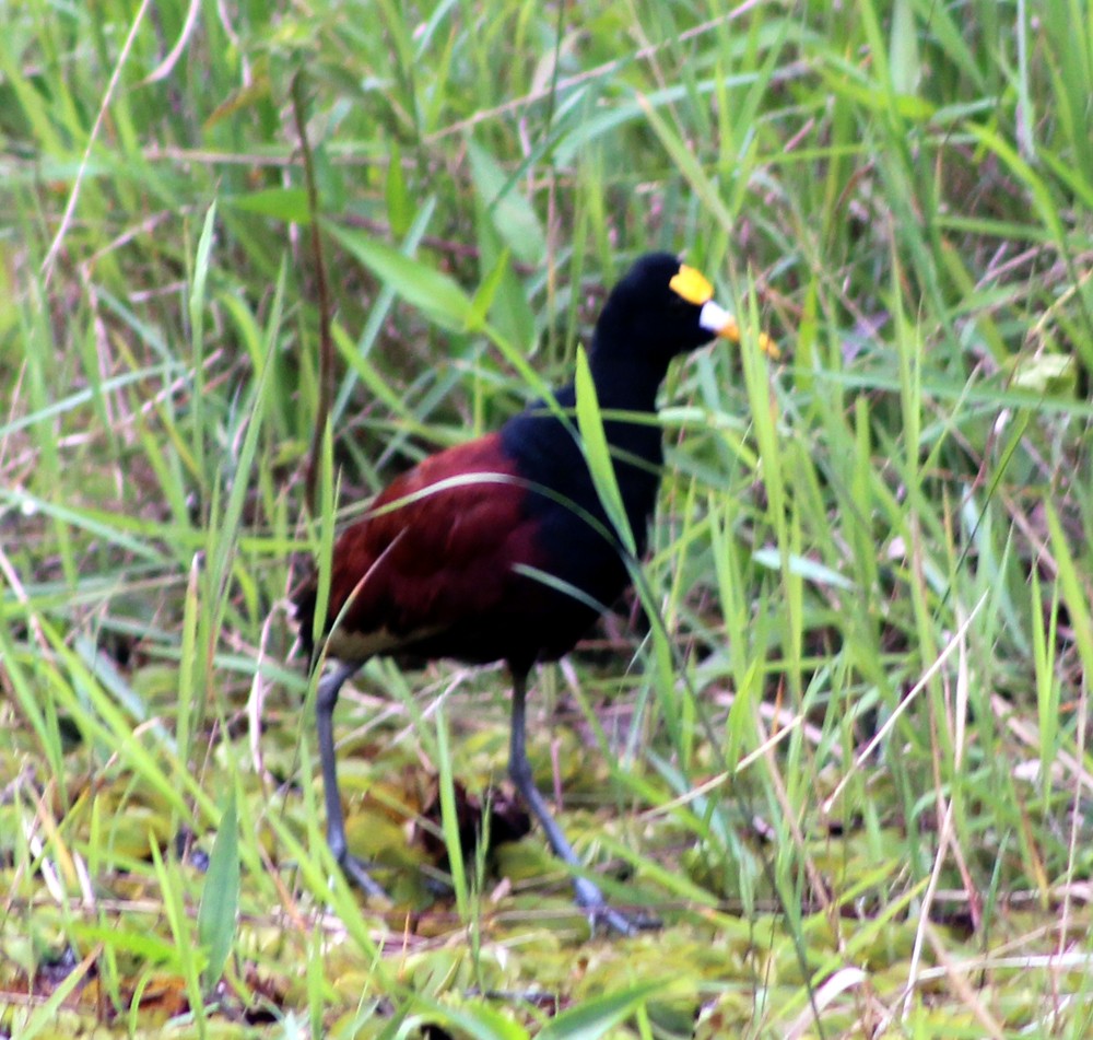 Jacana du Mexique - ML51572631