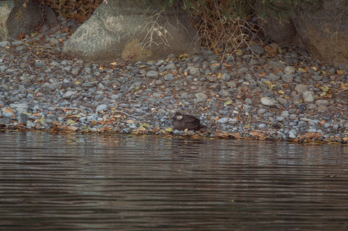 Black Scoter - ML515726951