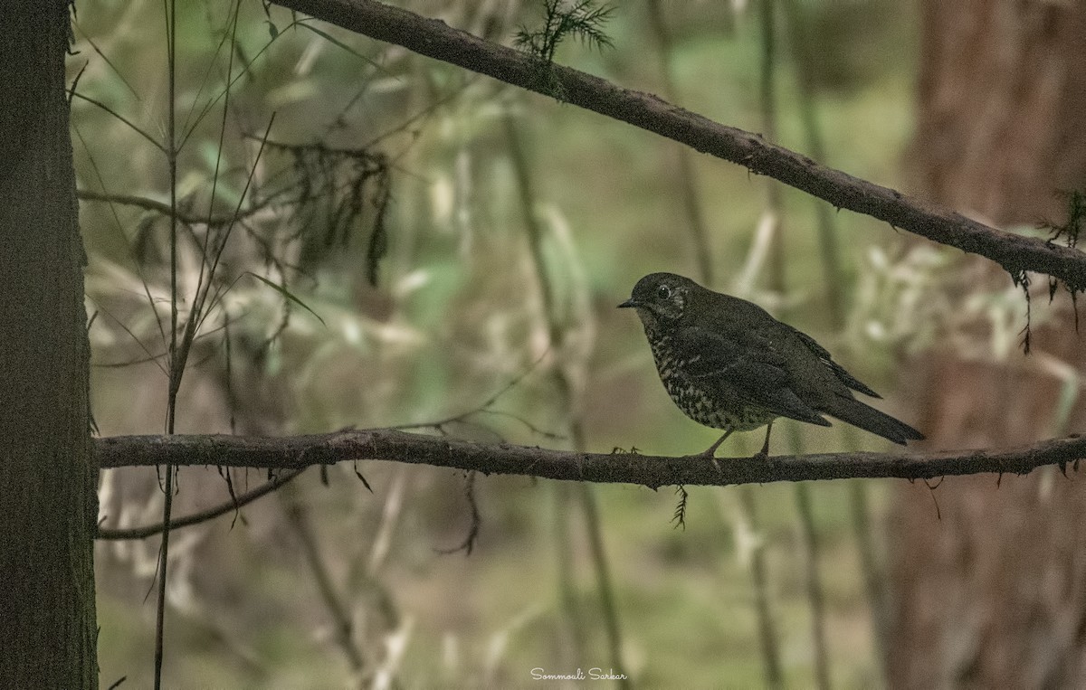 Long-tailed Thrush - ML515727441