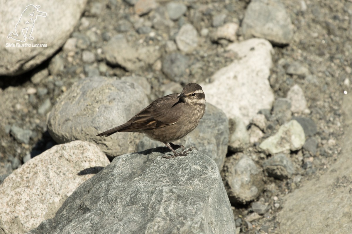 Dark-bellied Cinclodes - ML51572821