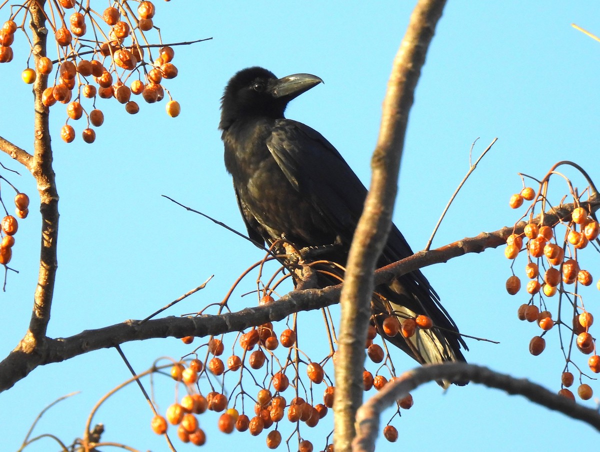 Large-billed Crow - John Sandve