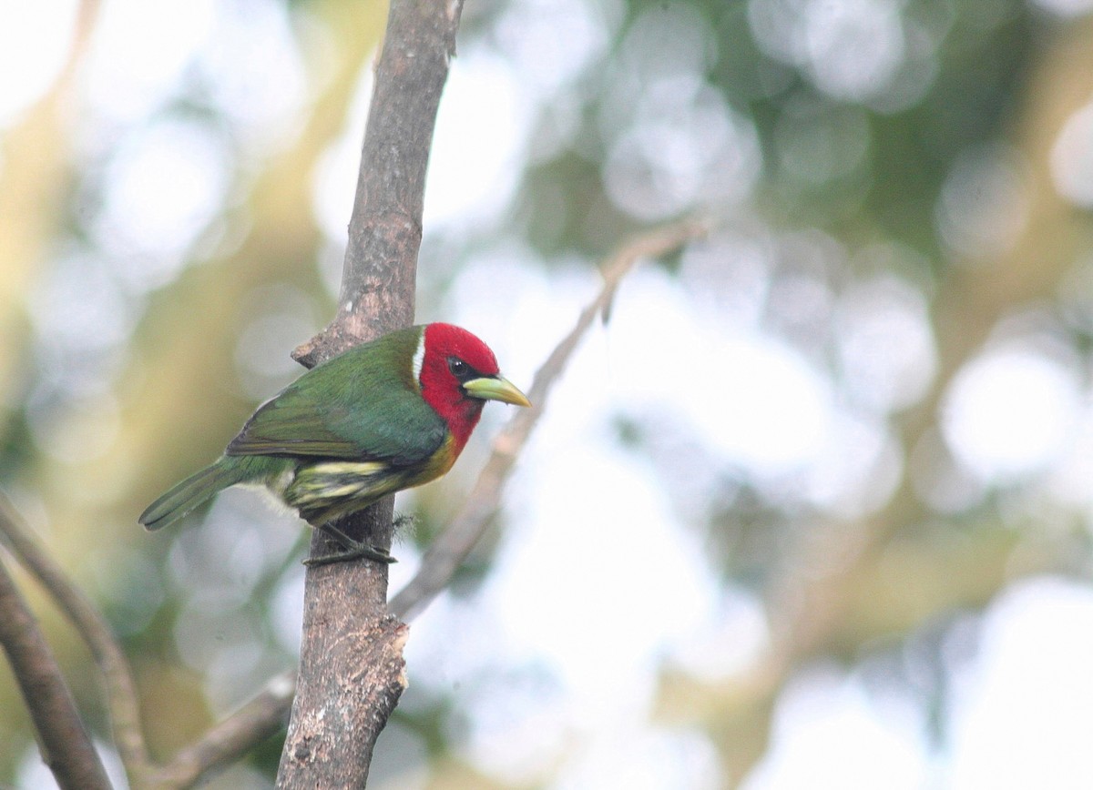 Red-headed Barbet - ML515729151