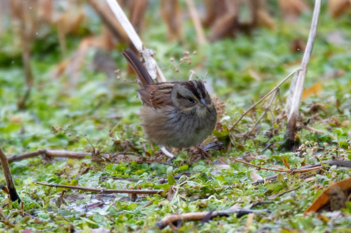 Swamp Sparrow - ML515729211