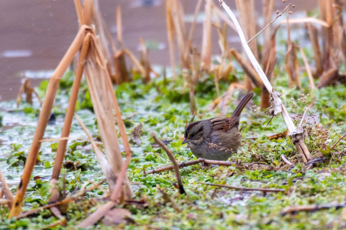 Swamp Sparrow - ML515729231