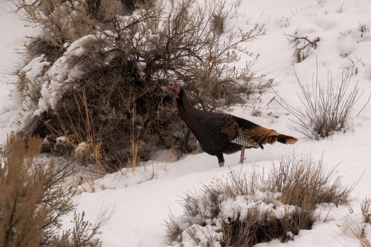 Wild Turkey - ML515729411