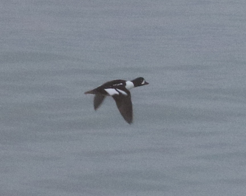 Barrow's Goldeneye - ML515730311