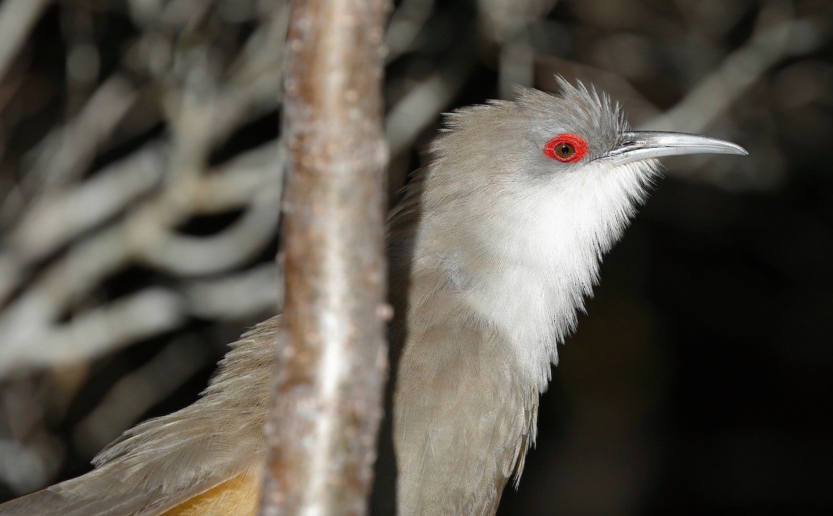 Great Lizard-Cuckoo (Cuban) - Timo Mitzen