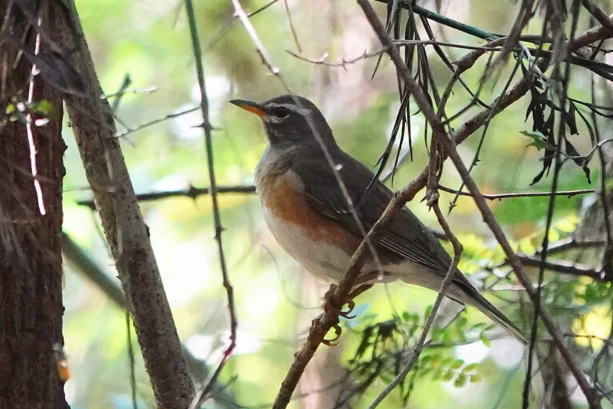 Eyebrowed Thrush - Ronith Urs