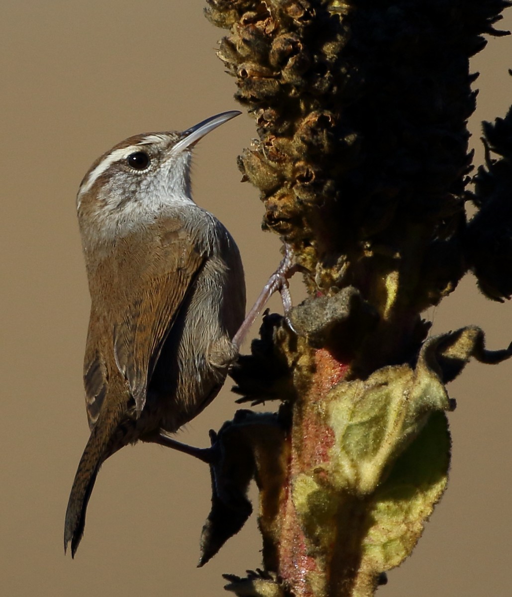 Bewick's Wren - ML515732751