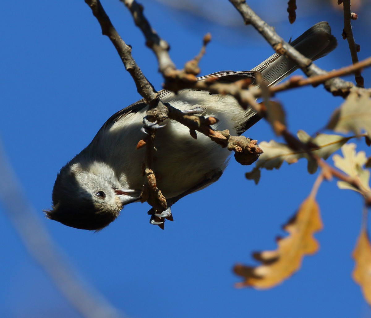 Oak Titmouse - ML515732811