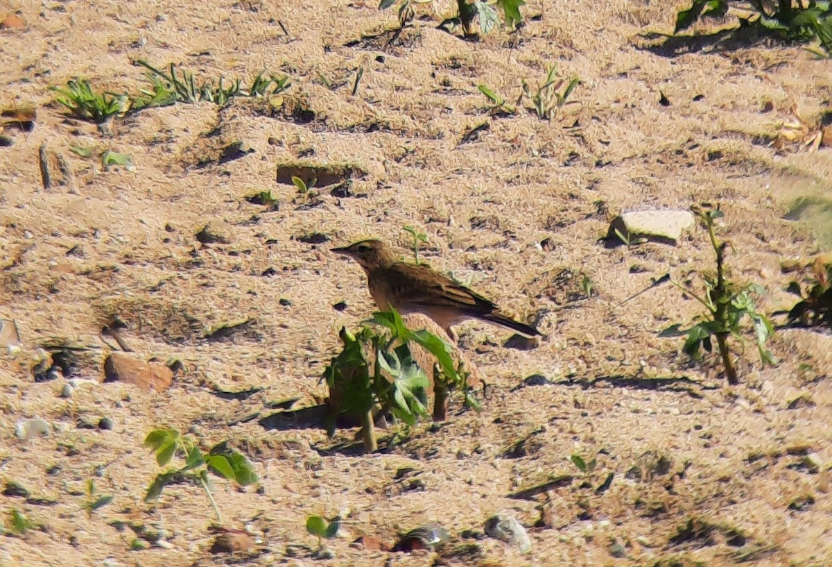 Paddyfield Pipit - ML515733061