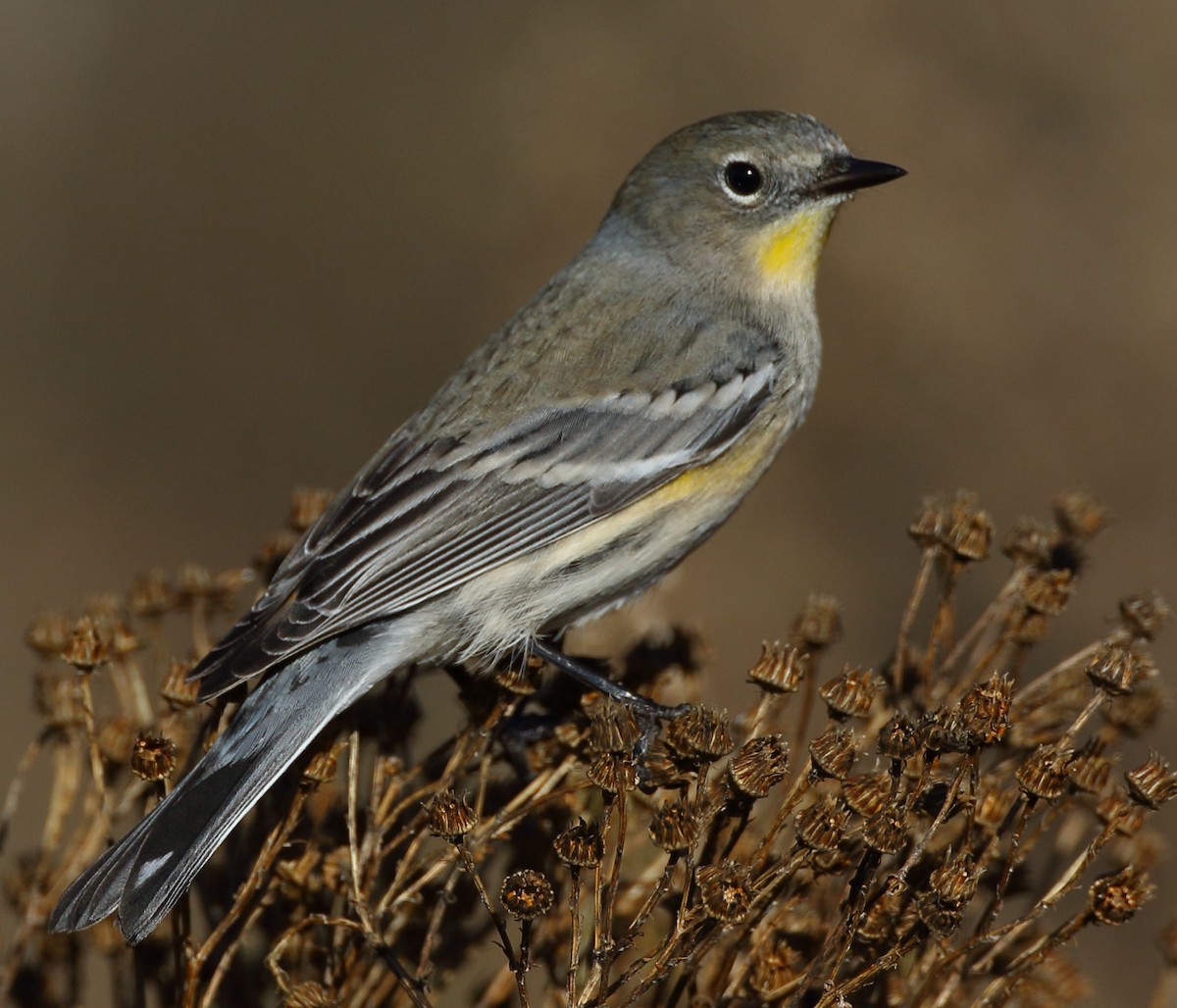 Yellow-rumped Warbler (Audubon's) - ML515733091