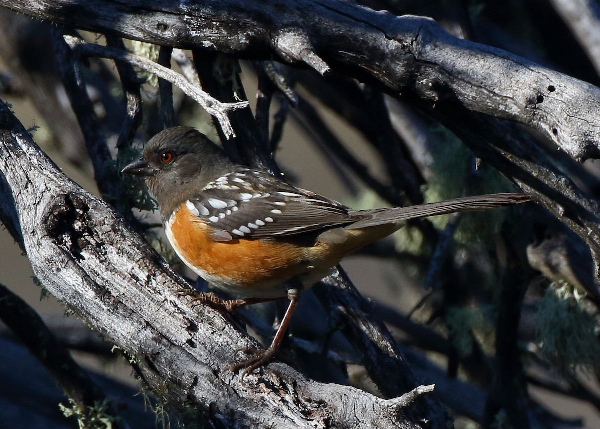 Spotted Towhee - ML515733211