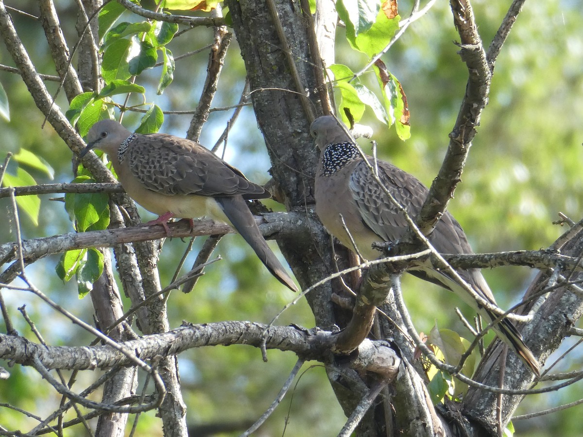 珠頸斑鳩 - ML515733541