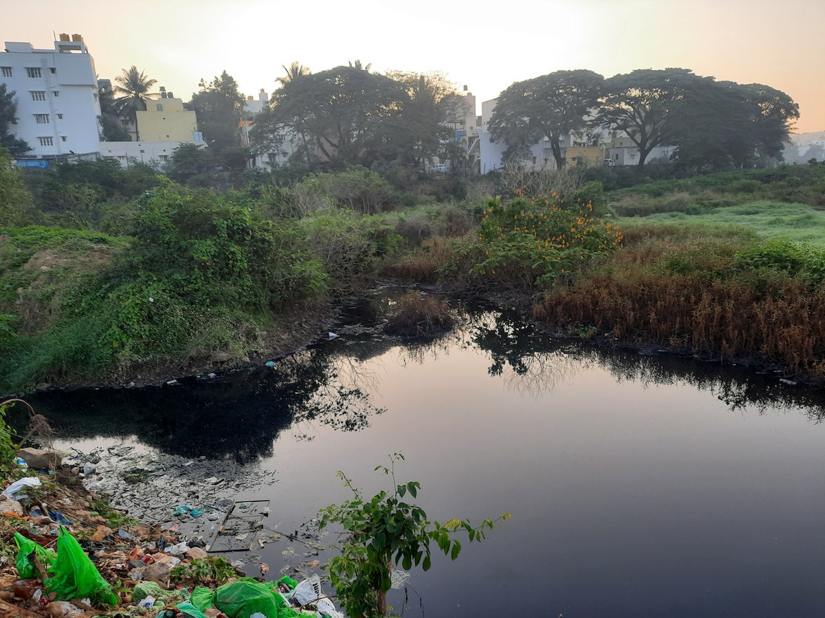 Taiga Flycatcher - ML515733571
