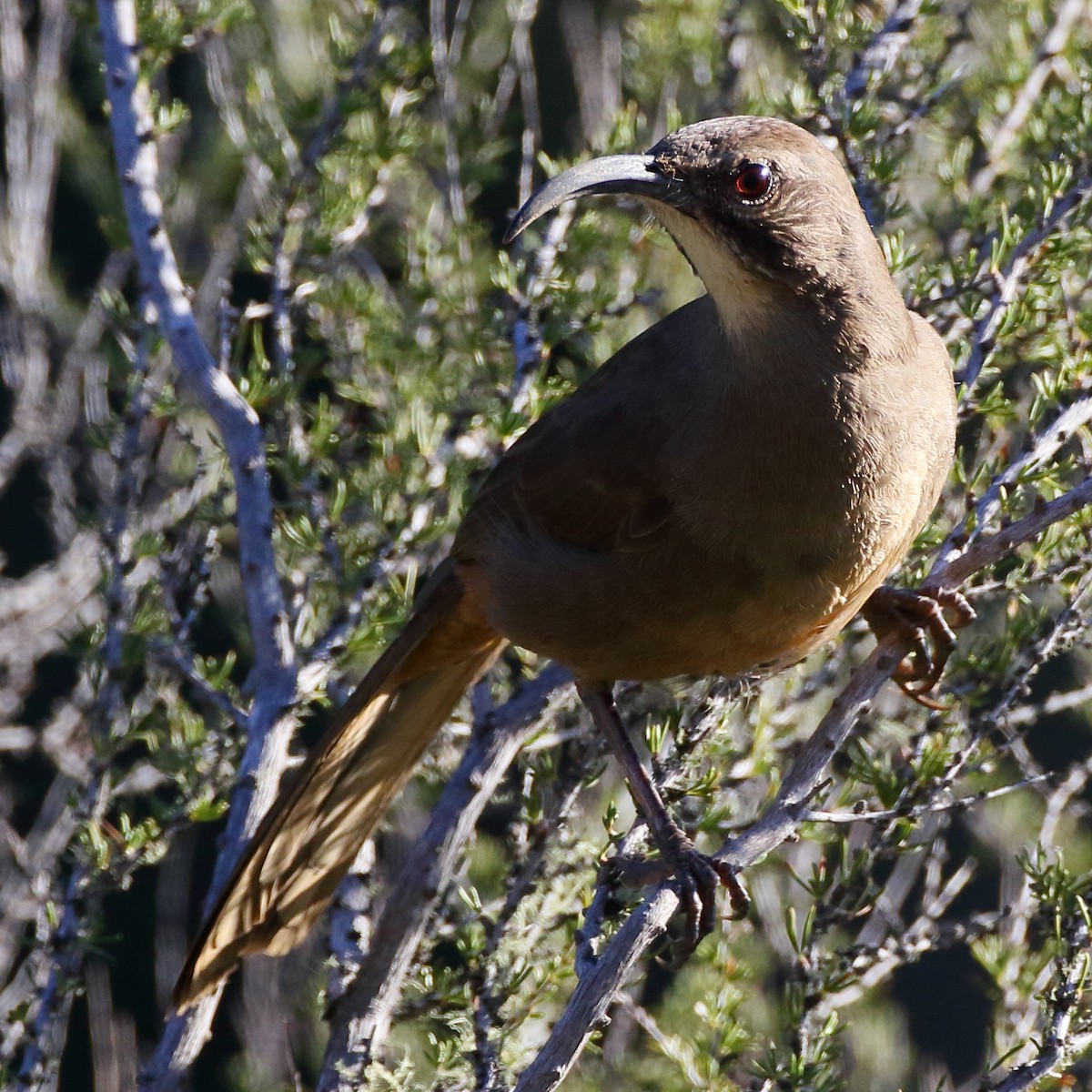 California Thrasher - ML515733721