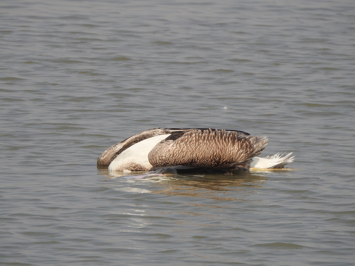 Great White Pelican - Hareendra Baraiya