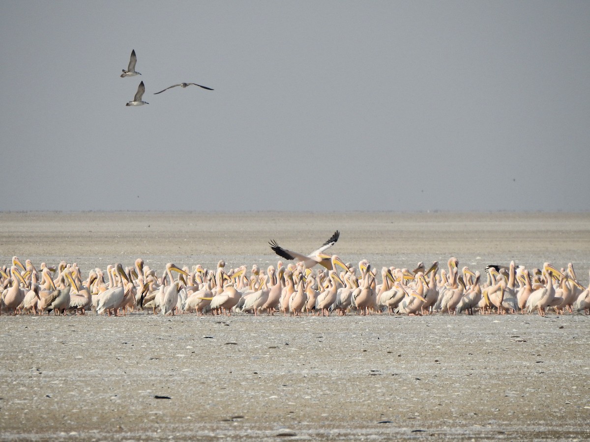 Great White Pelican - Hareendra Baraiya