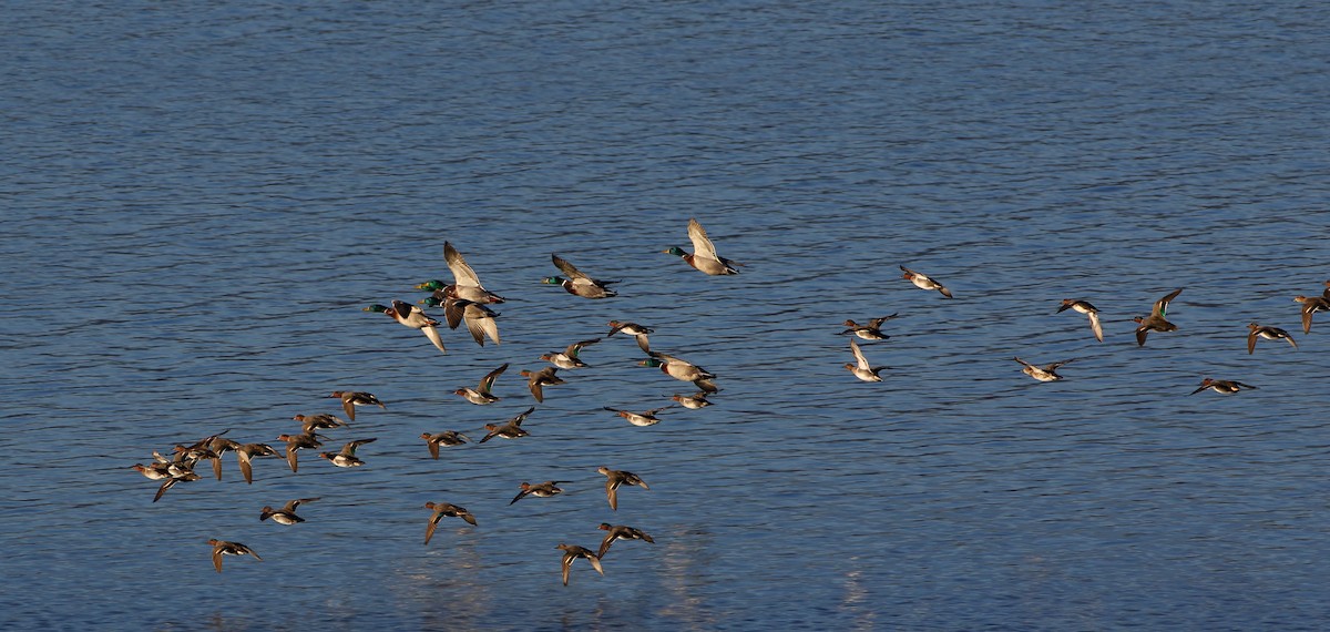 Green-winged Teal - ML515735371