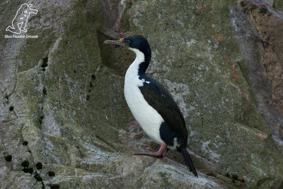 Imperial Cormorant - Silvia Faustino Linhares