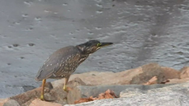 Striated Heron - ML515735501