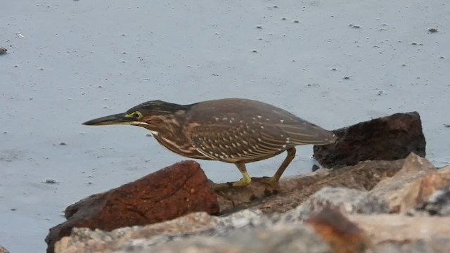 Striated Heron - ML515735551