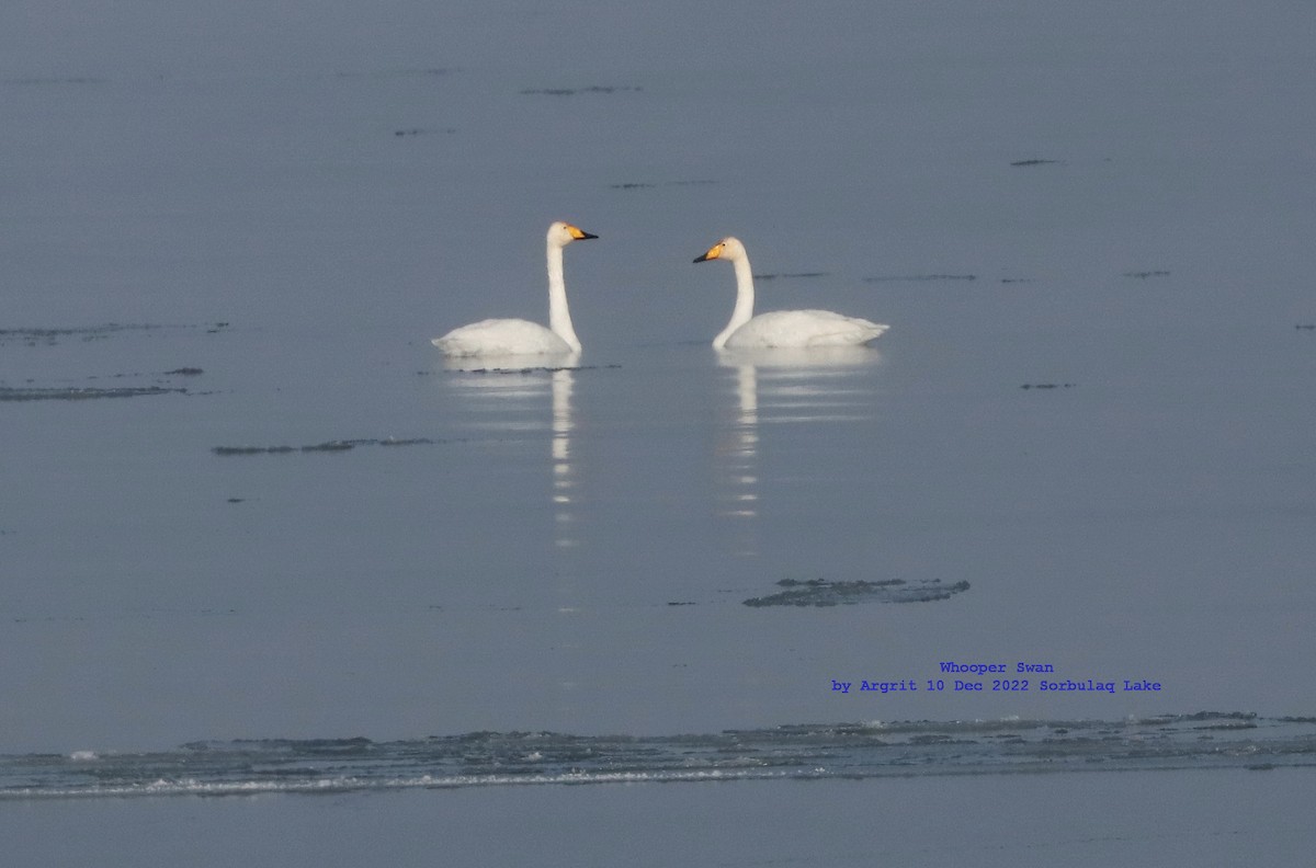 Whooper Swan - ML515735821