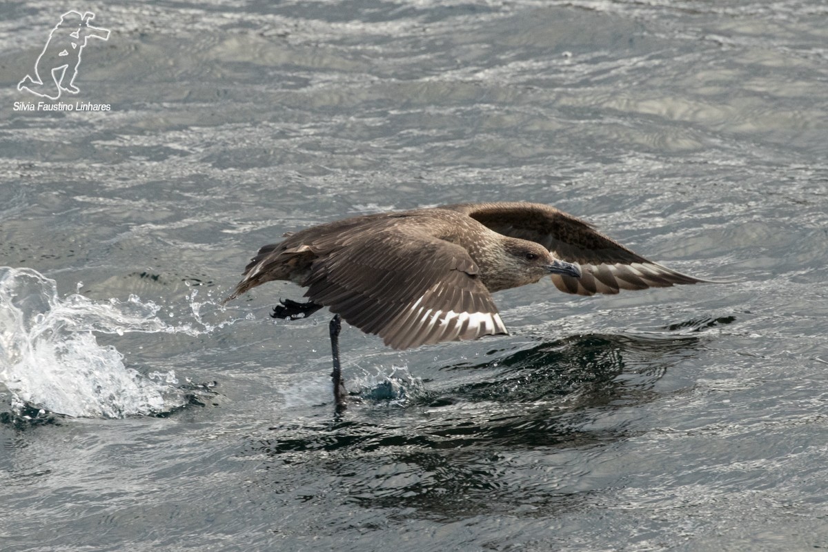 Chilean Skua - ML51573611