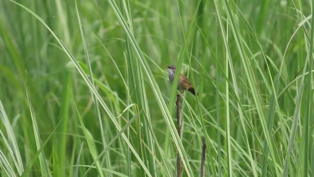West Himalayan Bush Warbler - ML515736371