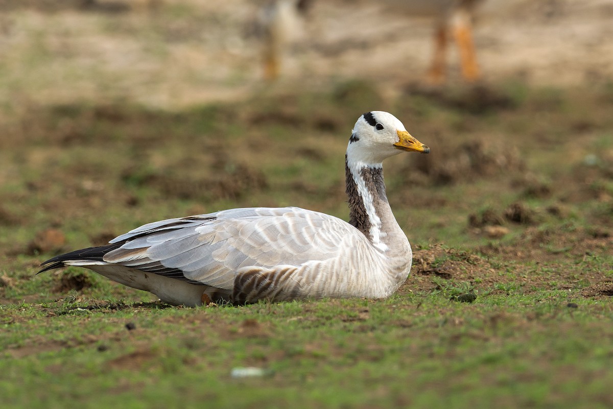 Bar-headed Goose - ML515736401