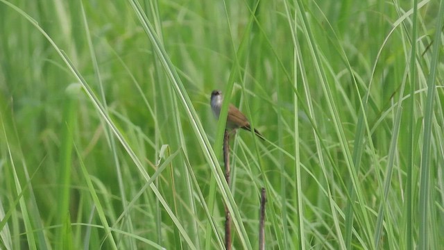West Himalayan Bush Warbler - ML515736631